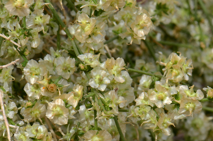 Cheesebush or White Burrobush is so named because of the pearly white flowers which bloom in profusion in the months of March and April. There are 3 varieties of Ambrosia salsola.